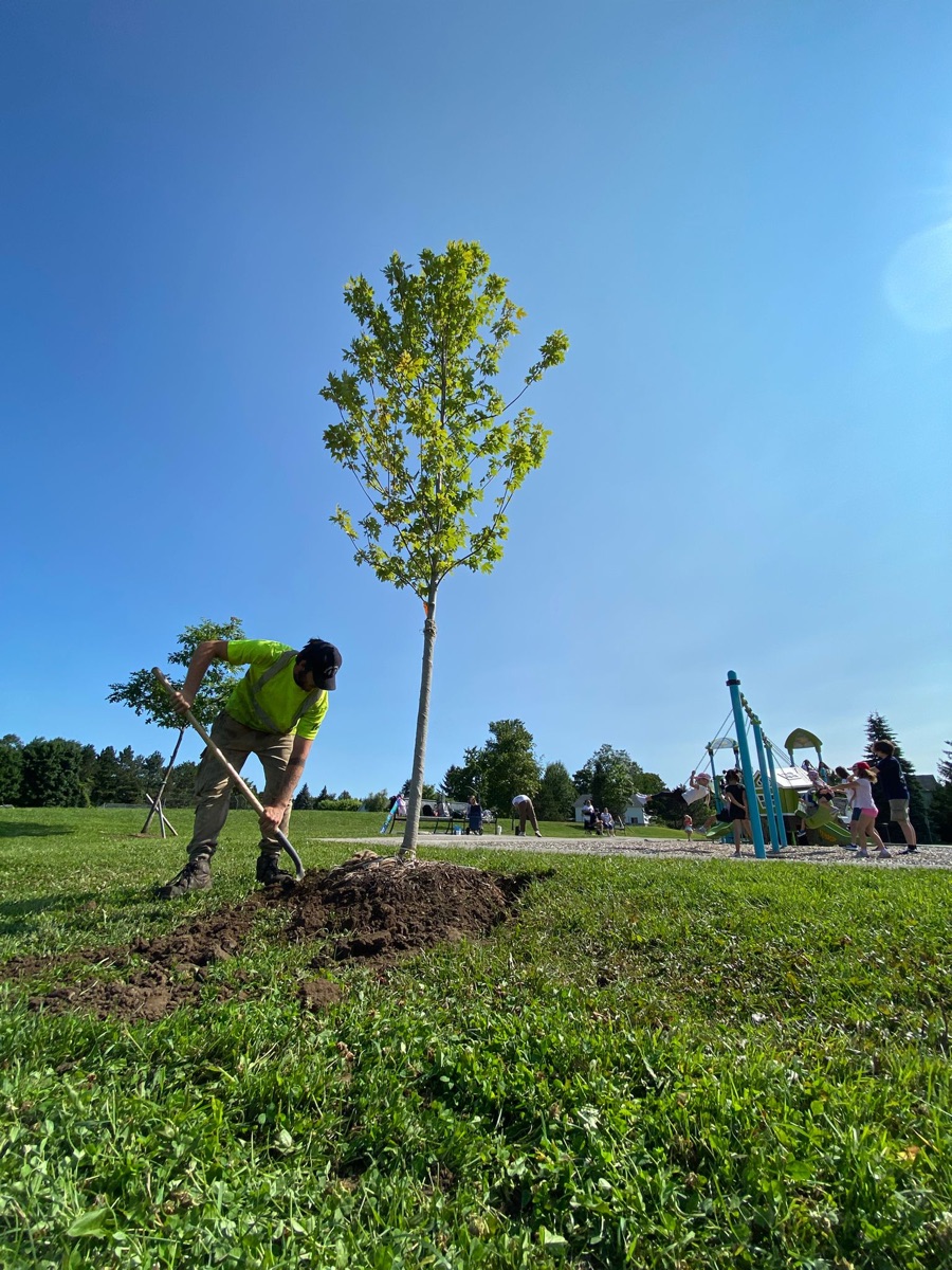 Tree planting initiative