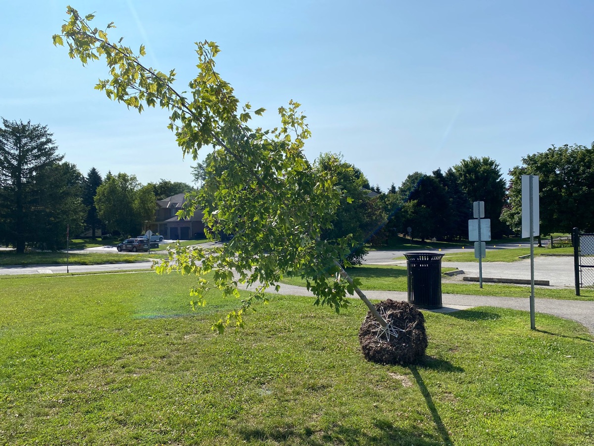 Tree planting Innisfil